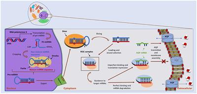 The Emerging Role of microRNAs in Aquaporin Regulation